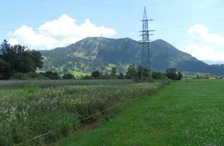 Erneuerung der 110 kV-Leitung Rauhenzell-Sonthofen, AÜW